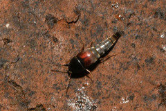 Sepedophilus marshami