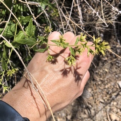 Koanophyllon palmeri