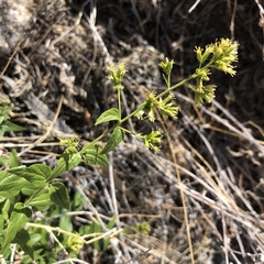 Koanophyllon palmeri