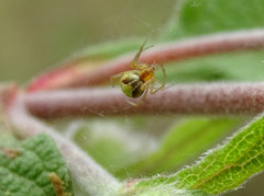 Simitidion simile