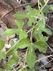 Passiflora pentaschista