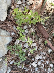 Passiflora pentaschista