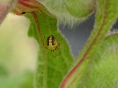 Simitidion simile