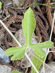 Passiflora pentaschista