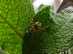 Simitidion simile