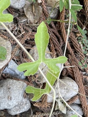 Passiflora pentaschista