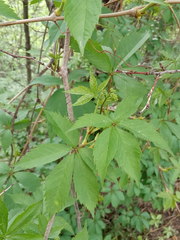 Parthenocissus