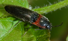 Ampedus rubricus
