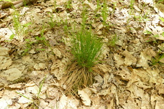 Trichophorum planifolium