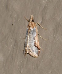 Loxostege albiceralis
