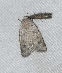 Leucocnemis perfundis