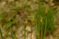 Trichophorum planifolium