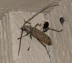 Susuacanga stigmatica