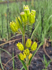 Asclepias pedicellata image