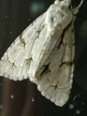 Acronicta psi
