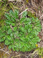 Senecio repens