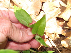 Endodeca serpentaria