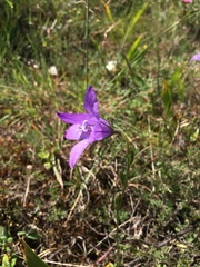 Campanula lusitanica lusitanica