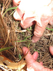 Endodeca serpentaria