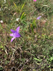 Campanula lusitanica lusitanica