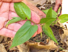 Endodeca serpentaria