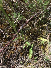 Campanula lusitanica lusitanica