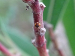Simitidion simile
