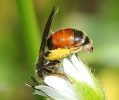 Andrena labiata