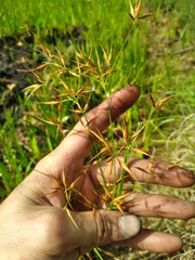 Rhynchospora inundata