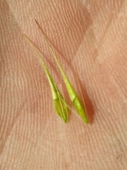 Rhynchospora inundata