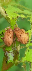 Phelypera distigma
