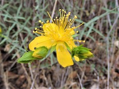 Hypericum concinnum