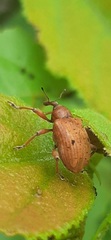 Phelypera distigma