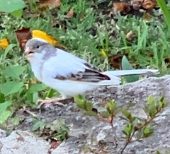 Serinus canaria domesticus