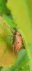 Phelypera distigma
