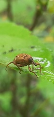 Phelypera distigma
