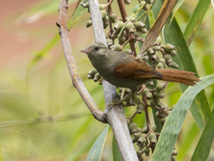 Cranioleuca subcristata