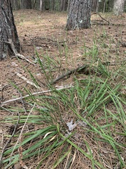 Oryzopsis asperifolia