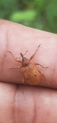 Phelypera distigma