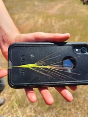 Aegilops triuncialis