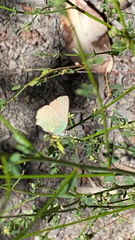 Callophrys dumetorum