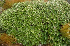 Macrolearia colensoi