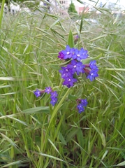 Anchusa officinalis
