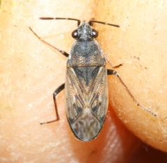 Peritrechus gracilicornis