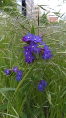 Anchusa officinalis