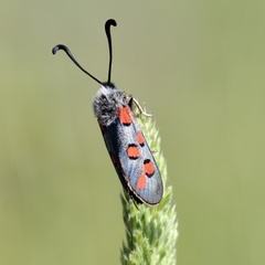 Zygaena rhadamanthus