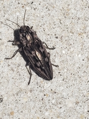 Chalcophora virginiensis