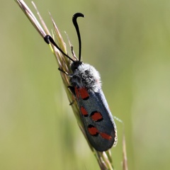 Zygaena rhadamanthus