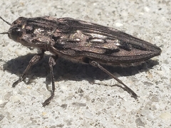 Chalcophora virginiensis