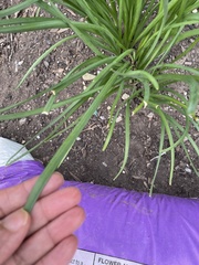 Hemerocallis lilioasphodelus